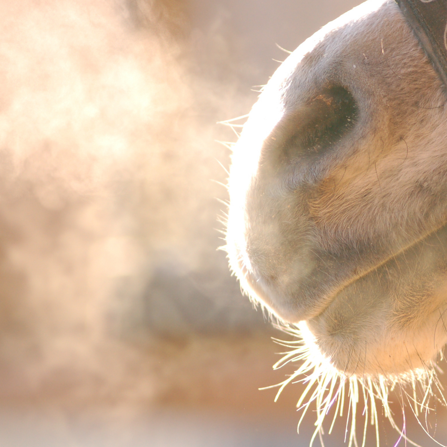Atemwege und Immunsystem imFUTTERSACK